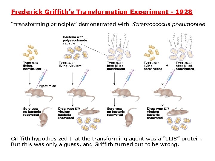 Frederick Griffith’s Transformation Experiment - 1928 “transforming principle” demonstrated with Streptococcus pneumoniae Griffith hypothesized