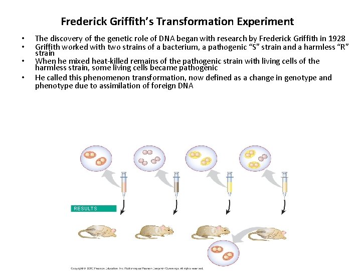 Frederick Griffith’s Transformation Experiment • • The discovery of the genetic role of DNA