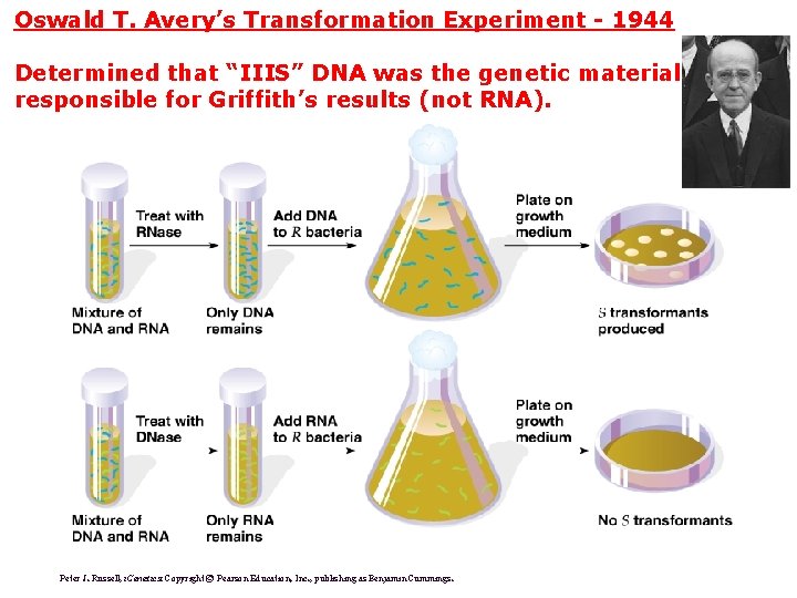Oswald T. Avery’s Transformation Experiment - 1944 Determined that “IIIS” DNA was the genetic