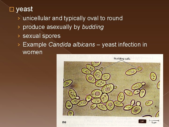 � yeast › › unicellular and typically oval to round produce asexually by budding