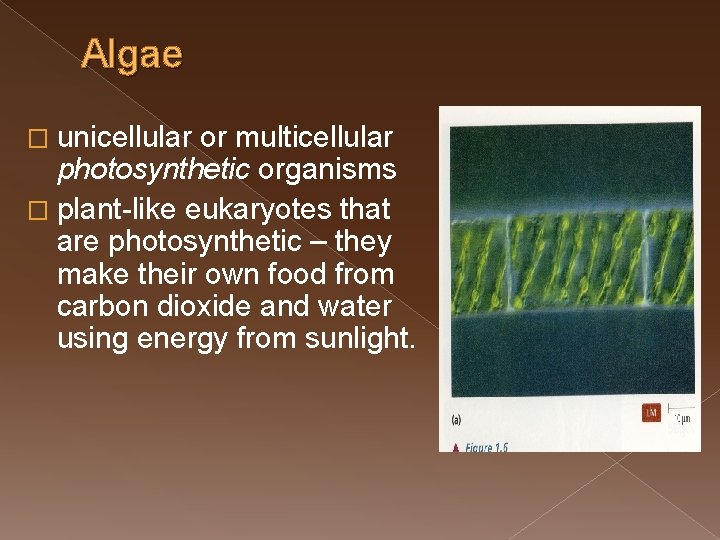 to microbial world Man microbe and environment