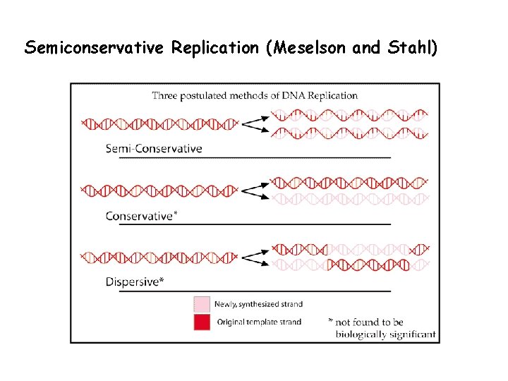 Semiconservative Replication (Meselson and Stahl) 