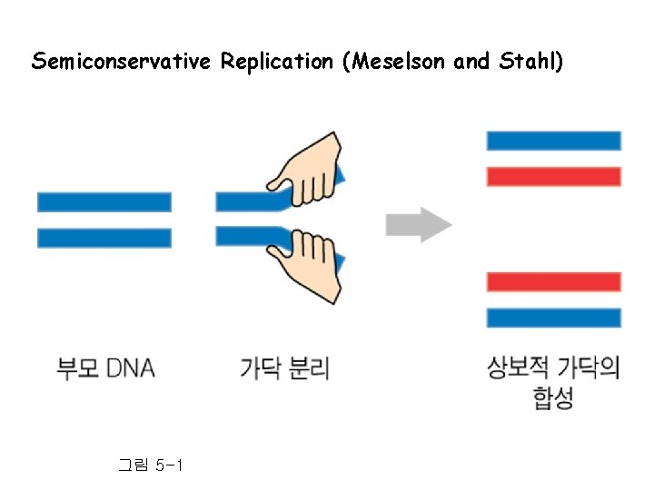 Semiconservative Replication (Meselson and Stahl) 그림 5 -1 