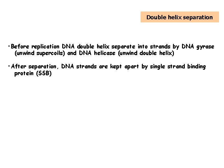 5. Replication of DNA Double helix separation • Before replication DNA double helix separate