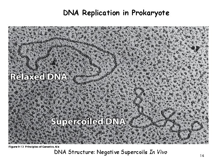 DNA Replication in Prokaryote DNA Structure: Negative Supercoils In Vivo 14 