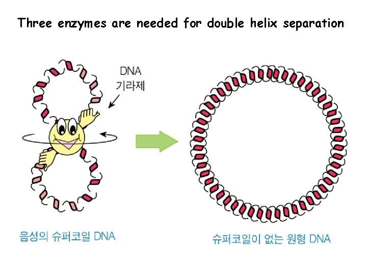 Three enzymes are needed for double helix separation 