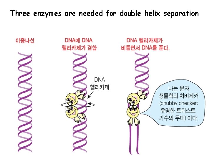 Three enzymes are needed for double helix separation 