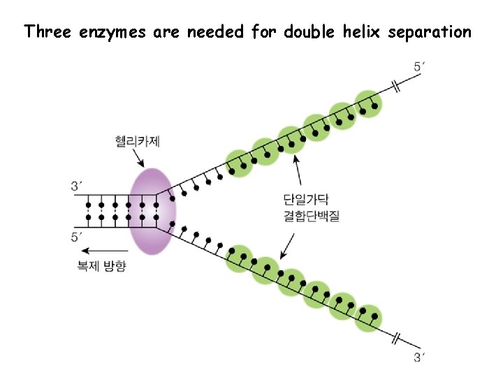 Three enzymes are needed for double helix separation 