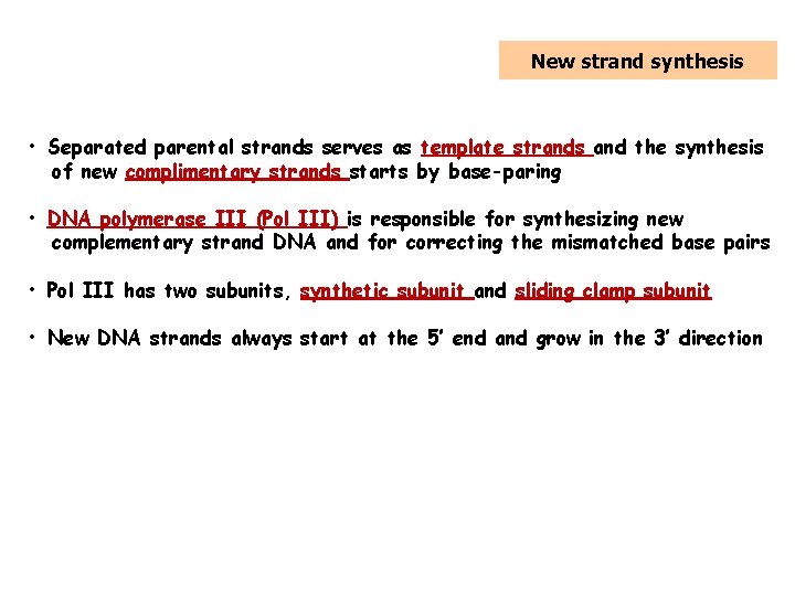 5. Replication of DNA New strand synthesis • Separated parental strands serves as template