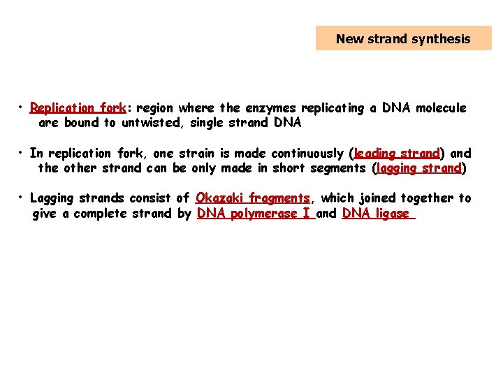 5. Replication of DNA New strand synthesis • Replication fork: region where the enzymes