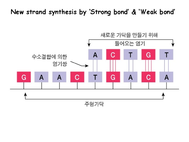 New strand synthesis by ‘Strong bond’ & ‘Weak bond’ 