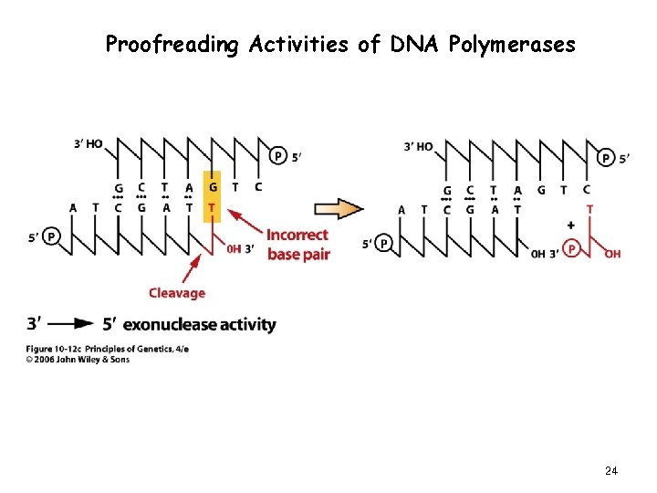 Proofreading Activities of DNA Polymerases 24 