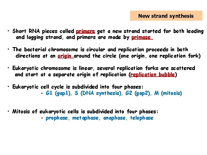 5. Replication of DNA New strand synthesis • Short RNA pieces called primers get