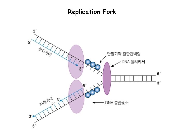 Replication Fork 