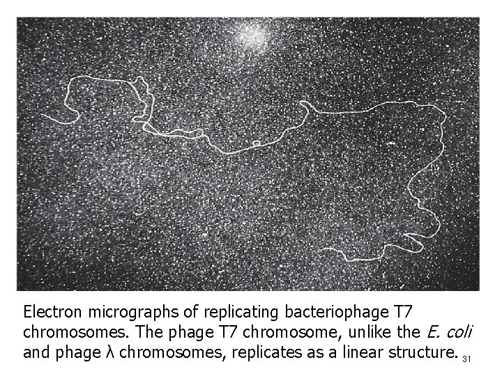 Electron micrographs of replicating bacteriophage T 7 chromosomes. The phage T 7 chromosome, unlike