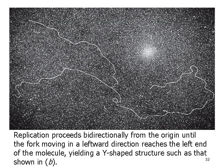 Replication proceeds bidirectionally from the origin until the fork moving in a leftward direction