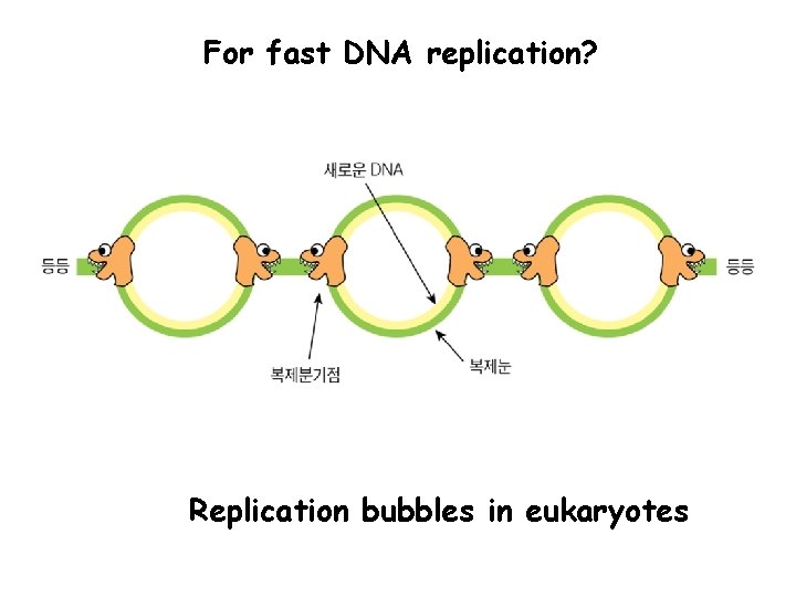 For fast DNA replication? Replication bubbles in eukaryotes 