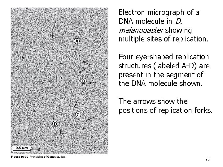 Electron micrograph of a DNA molecule in D. melanogaster showing multiple sites of replication.