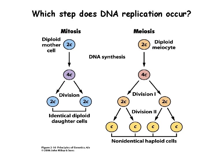 Which step does DNA replication occur? 