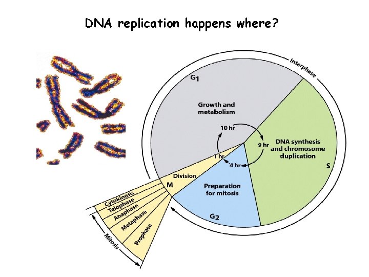 DNA replication happens where? 