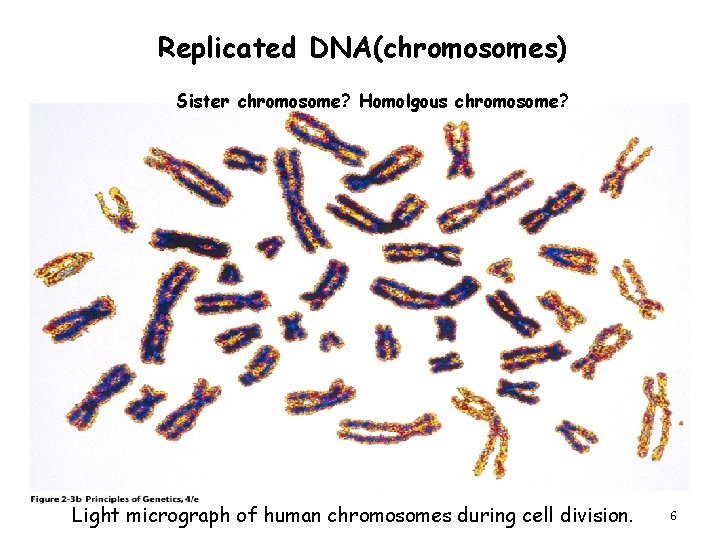 Replicated DNA(chromosomes) Sister chromosome? Homolgous chromosome? Light micrograph of human chromosomes during cell division.