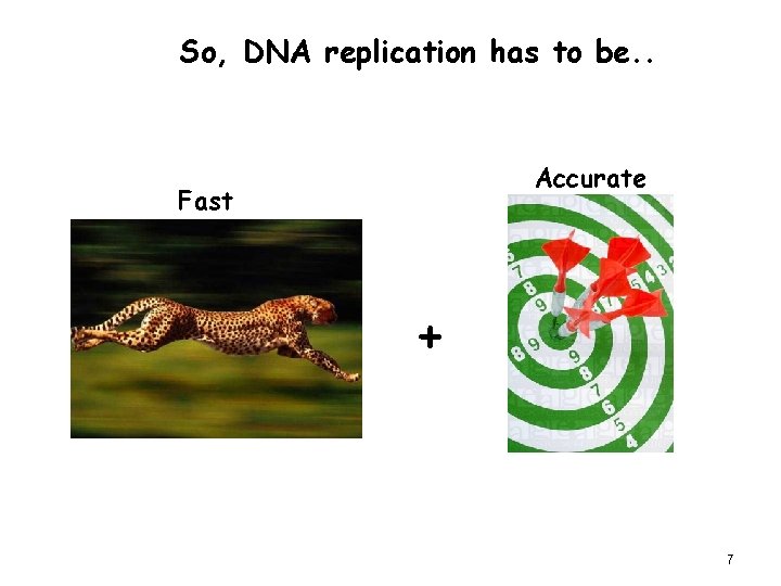 So, DNA replication has to be. . Accurate Fast + 7 