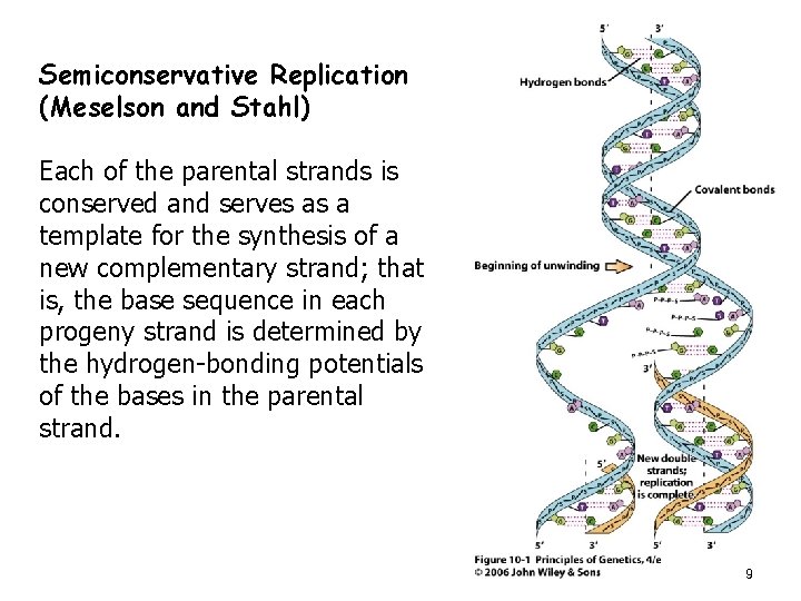 Semiconservative Replication (Meselson and Stahl) Each of the parental strands is conserved and serves