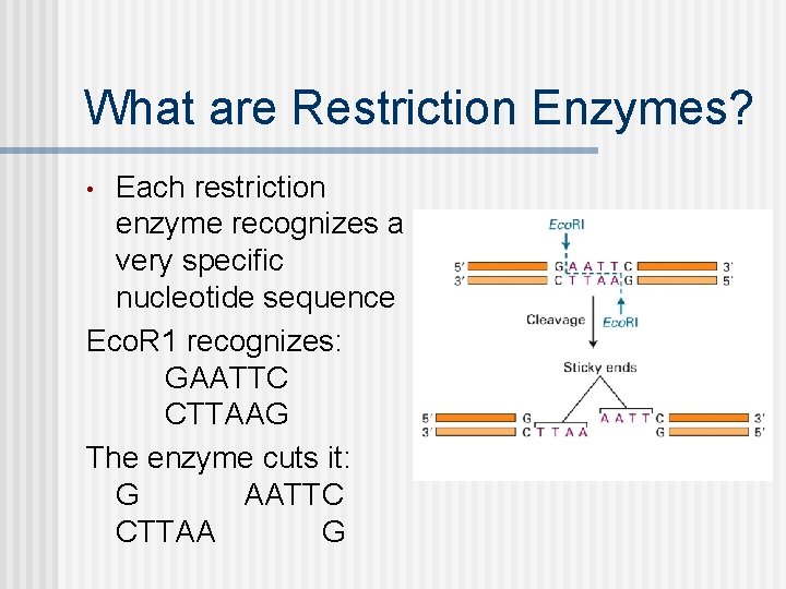 What are Restriction Enzymes? Each restriction enzyme recognizes a very specific nucleotide sequence Eco.