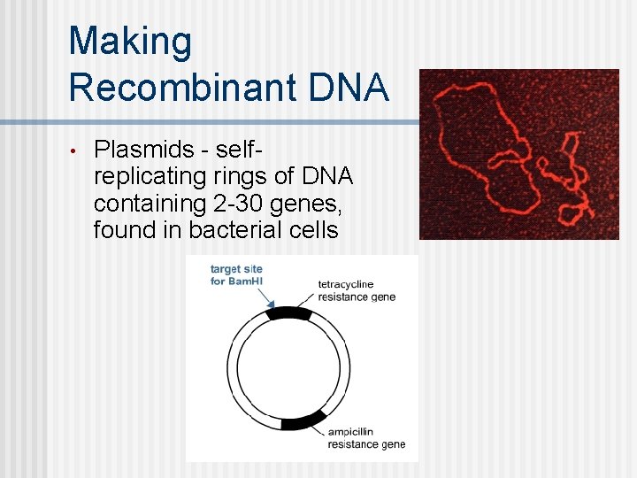 Making Recombinant DNA • Plasmids - selfreplicating rings of DNA containing 2 -30 genes,