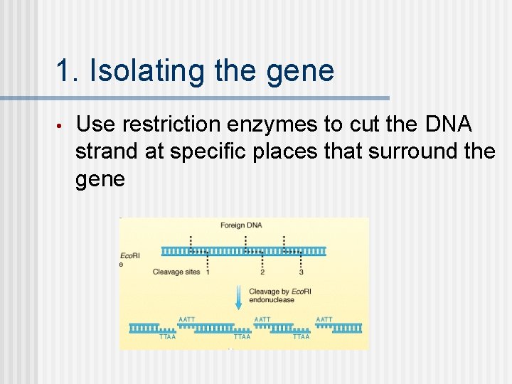 1. Isolating the gene • Use restriction enzymes to cut the DNA strand at