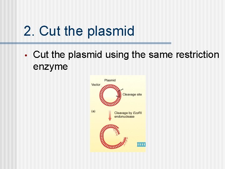 2. Cut the plasmid • Cut the plasmid using the same restriction enzyme 