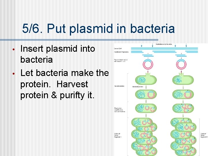 5/6. Put plasmid in bacteria • • Insert plasmid into bacteria Let bacteria make