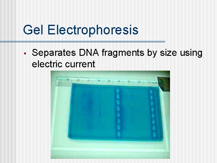 Gel Electrophoresis • Separates DNA fragments by size using electric current 