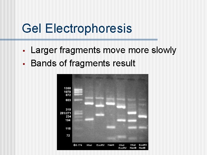 Gel Electrophoresis • • Larger fragments move more slowly Bands of fragments result 