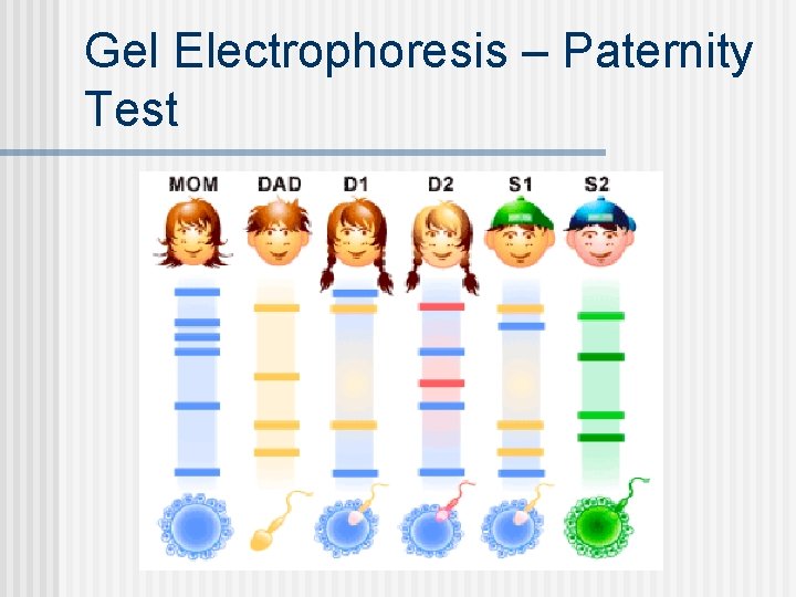 Gel Electrophoresis – Paternity Test 