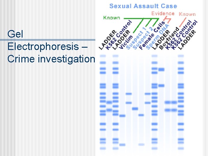 Gel Electrophoresis – Crime investigation 