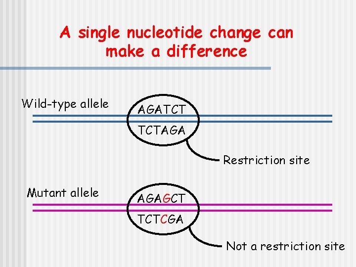 A single nucleotide change can make a difference Wild-type allele AGATCT TCTAGA Restriction site