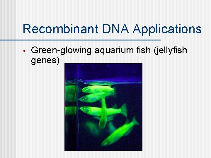 Recombinant DNA Applications • Green-glowing aquarium fish (jellyfish genes) 