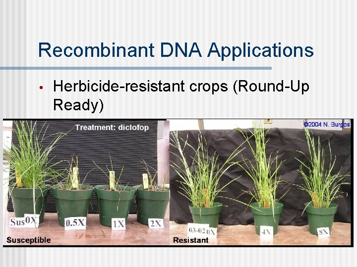 Recombinant DNA Applications • Herbicide-resistant crops (Round-Up Ready) 