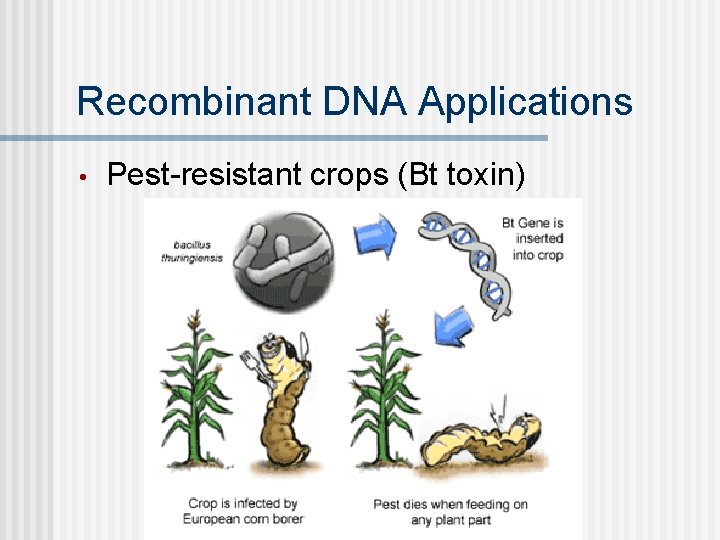 Recombinant DNA Applications • Pest-resistant crops (Bt toxin) 