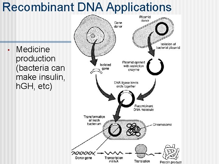 Recombinant DNA Applications • Medicine production (bacteria can make insulin, h. GH, etc) 