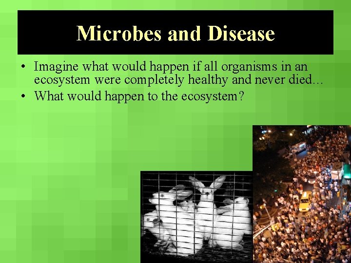 Microbes and Disease • Imagine what would happen if all organisms in an ecosystem