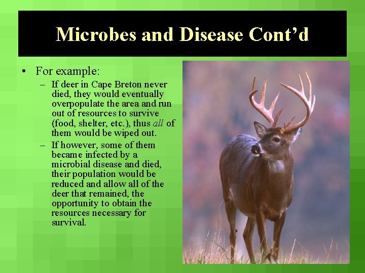 Microbes and Disease Cont’d • For example: – If deer in Cape Breton never