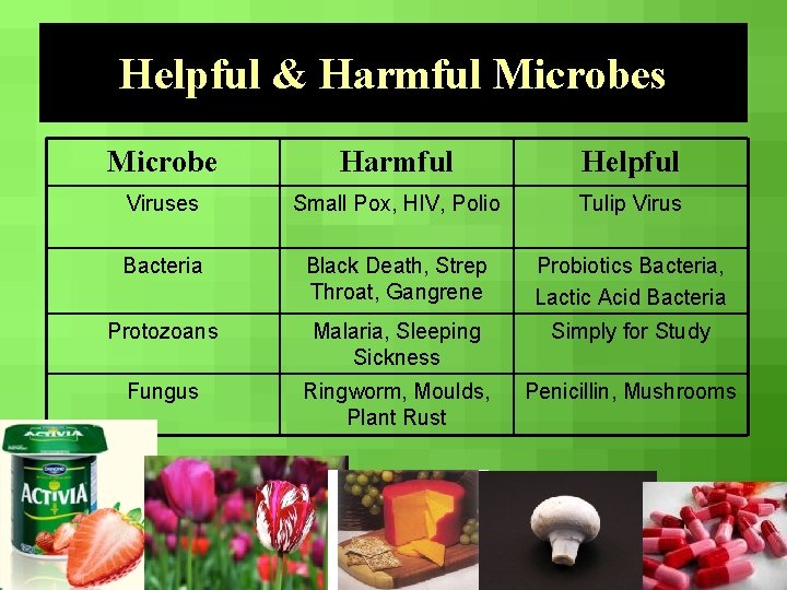 Helpful & Harmful Microbes Microbe Harmful Helpful Viruses Small Pox, HIV, Polio Tulip Virus