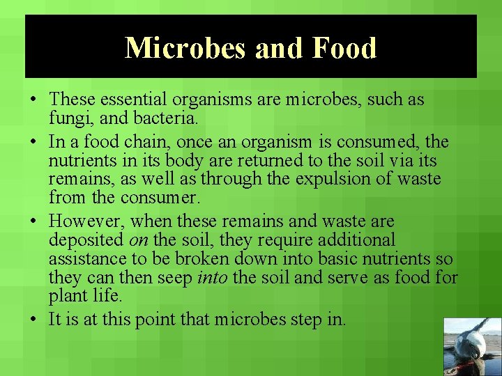 Microbes and Food • These essential organisms are microbes, such as fungi, and bacteria.