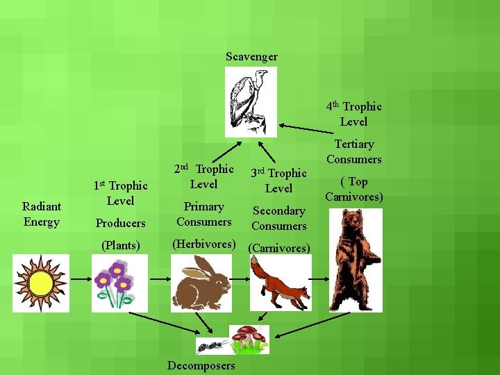 Scavenger 4 th Trophic Level Radiant Energy 1 st Trophic Level Producers (Plants) Tertiary