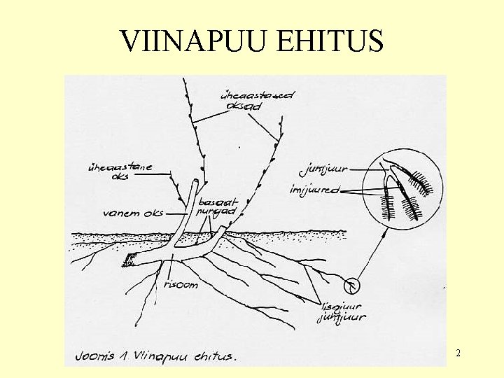 VIINAPUU EHITUS 2 