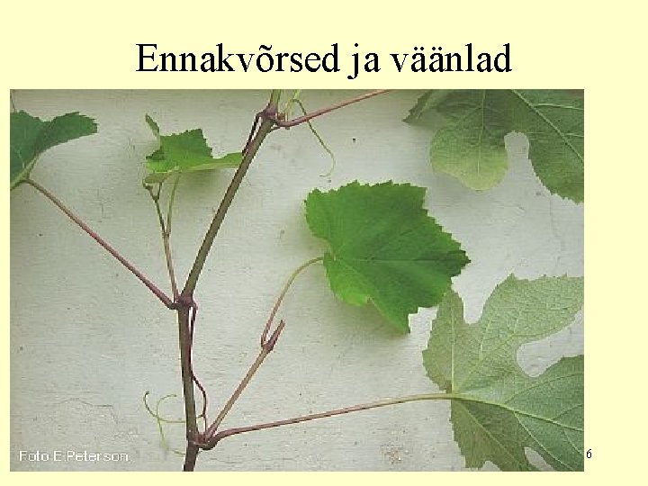 Ennakvõrsed ja väänlad 6 