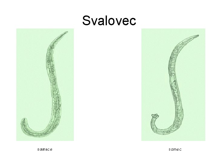 Svalovec 