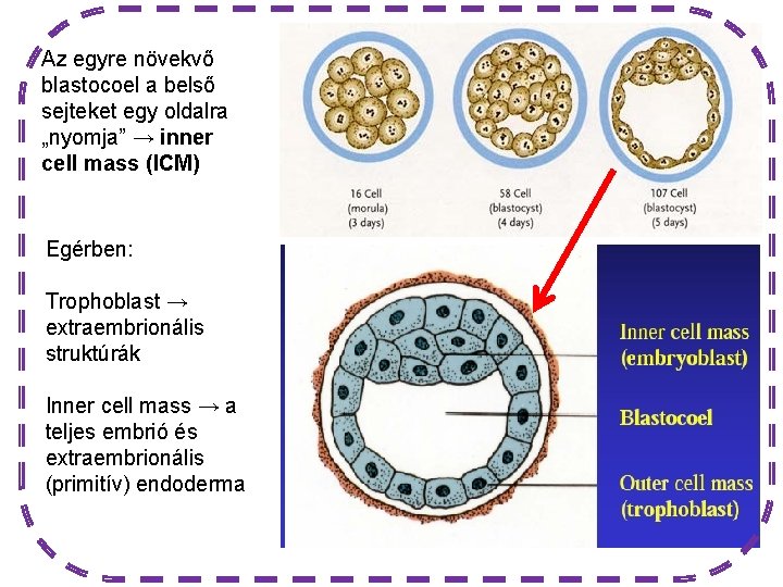 Az egyre növekvő blastocoel a belső sejteket egy oldalra „nyomja” → inner cell mass